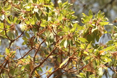 Arbutus tessellata