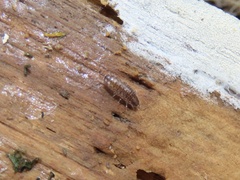 Chaetophiloscia sicula