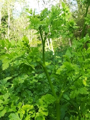 Oenanthe crocata