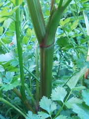 Oenanthe crocata