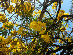 Tabebuia aurea