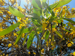 Tabebuia aurea