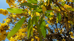 Tabebuia aurea