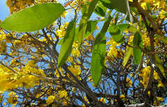 Tabebuia aurea