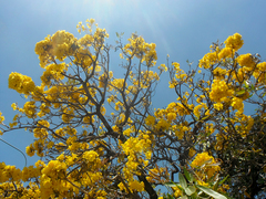 Tabebuia aurea