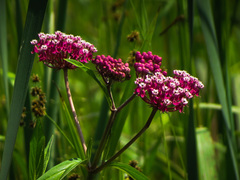 Asclepias incarnata incarnata