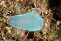 Rhopalaea