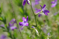 Triodanis leptocarpa