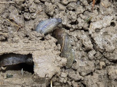 Tandonia budapestensis
