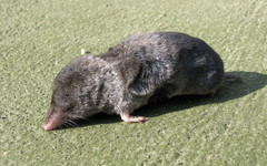Blarina carolinensis