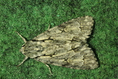 Acronicta psi