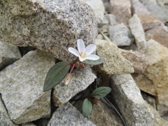 Claytonia peirsonii peirsonii