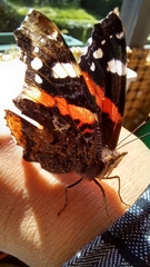 Vanessa atalanta atalanta
