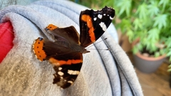 Vanessa atalanta atalanta