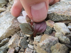 Claytonia peirsonii peirsonii