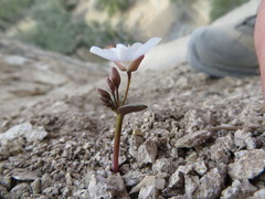 Claytonia peirsonii peirsonii