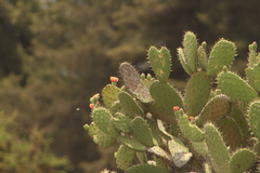 Opuntia lasiacantha