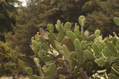 Opuntia lasiacantha