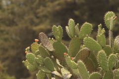 Opuntia lasiacantha