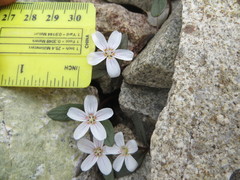 Claytonia peirsonii peirsonii