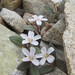 Claytonia peirsonii peirsonii - Photo (c) Tommy Stoughton, some rights reserved (CC BY-NC), uploaded by Tommy Stoughton