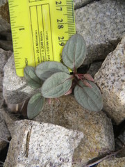 Claytonia peirsonii peirsonii