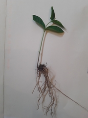 Vincetoxicum rossicum