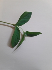 Vincetoxicum rossicum
