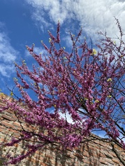 Cercis siliquastrum