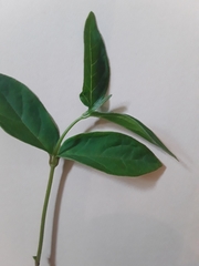Vincetoxicum rossicum