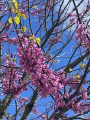 Cercis siliquastrum