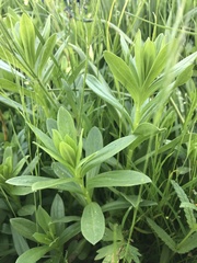 Sericocarpus rigidus