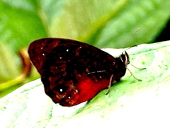 Pedaliodes zingara