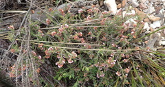 Erica brachycentra