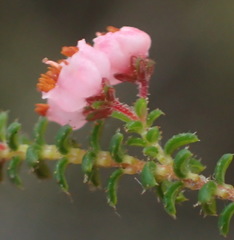 Erica brachycentra