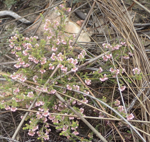 Image of Erica brachycentra by (c) Nicola van Berkel, some rights reserved (CC BY-SA)