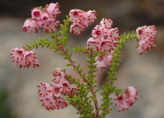 Erica brachycentra