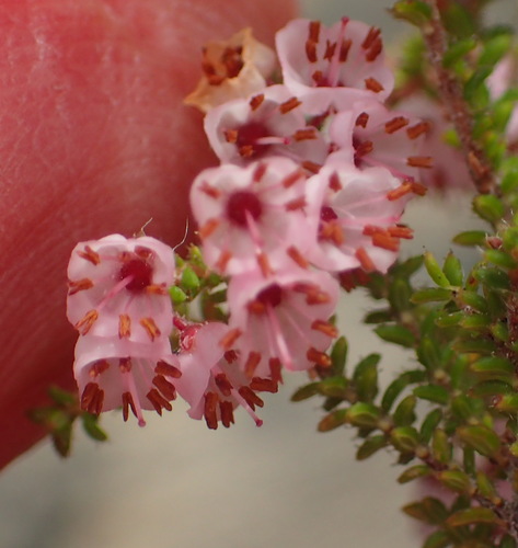 Image of Wide Heath (Erica brachycentra) by (c) Nicola van Berkel, some rights reserved (CC BY-SA)