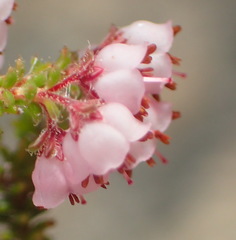 Erica brachycentra