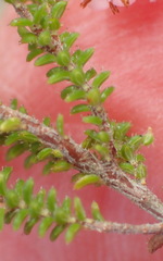 Erica brachycentra