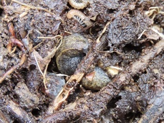 Tandonia budapestensis