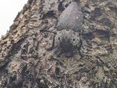 Capnodis