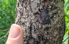 Capnodis