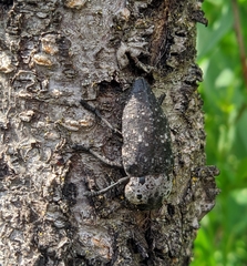Capnodis