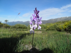 Linaria elegans