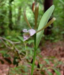 Cleistesiopsis bifaria