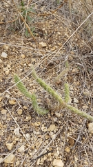 Opuntia pubescens