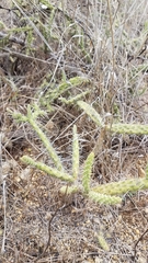 Opuntia pubescens