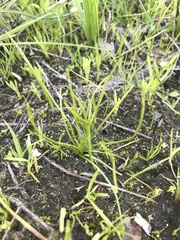 Isoetes nuttallii image