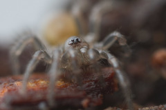 Antrodiaetus pacificus